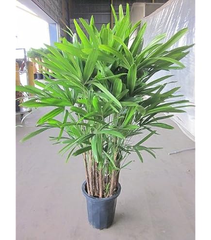 Amazon｜カンノンチク 8号 観音竹｜観葉植物 オンライン通販